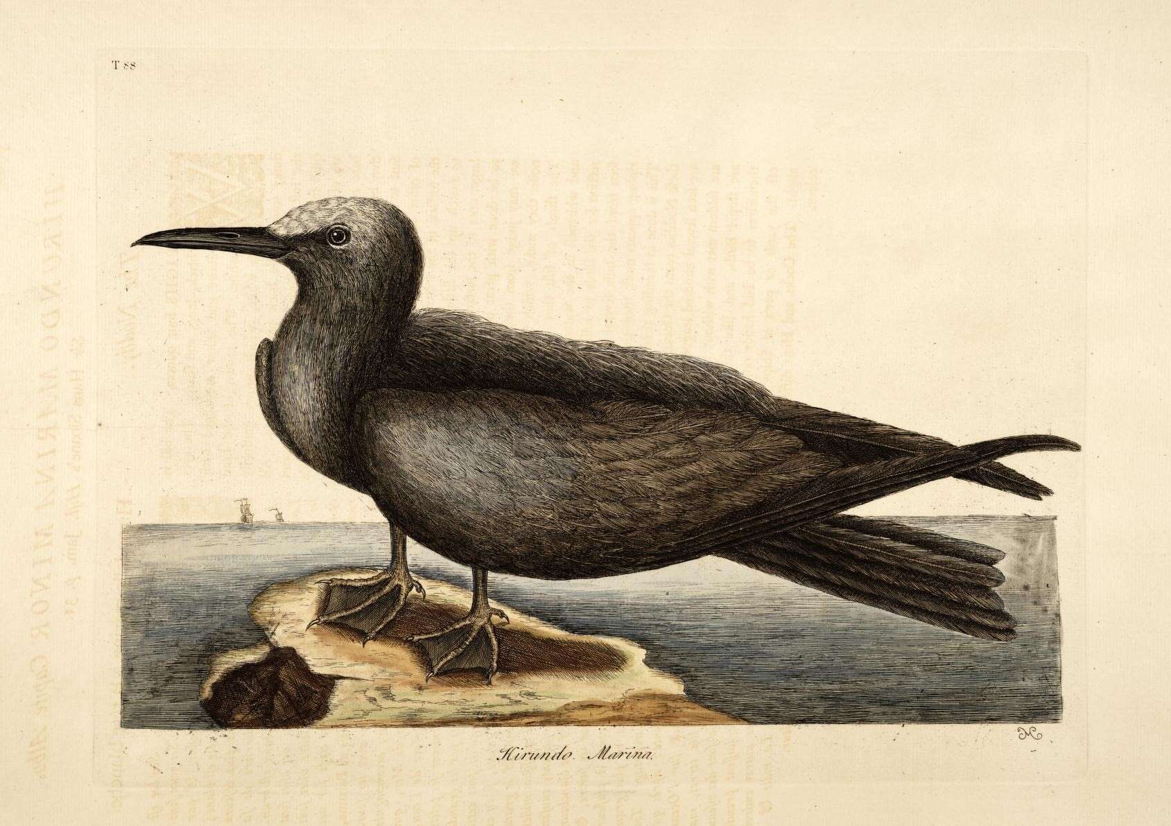 Image of Brown Noddy