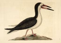 Image of Rynchops Linnaeus 1758