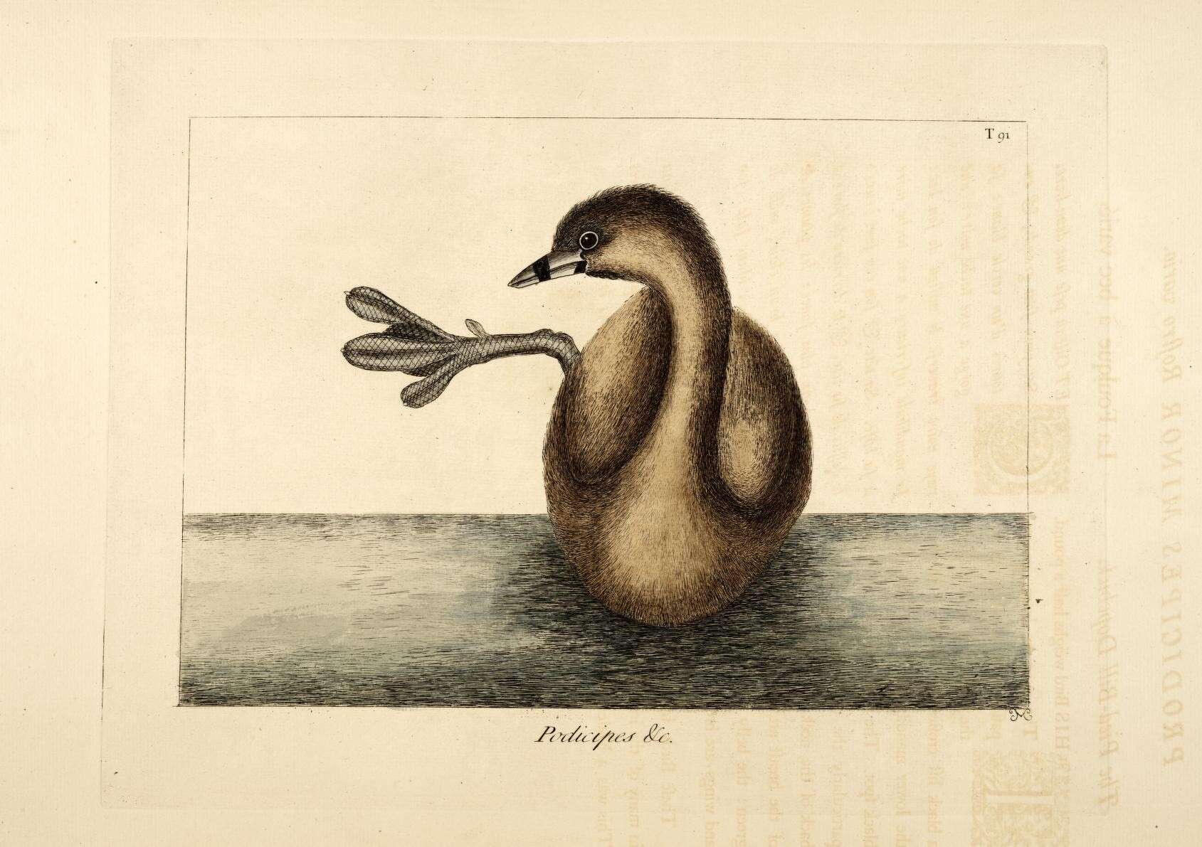 Image of Pied-billed Grebe