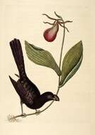 Plancia ëd Crotophaga Linnaeus 1758