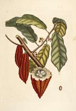 Image of cacao