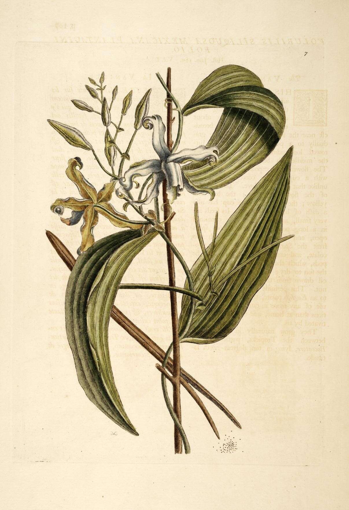 Image of Mexican vanilla