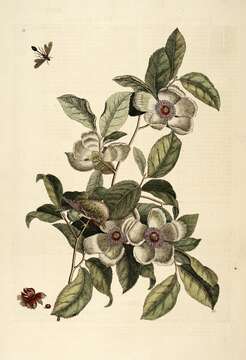 Image of Silky Camellia