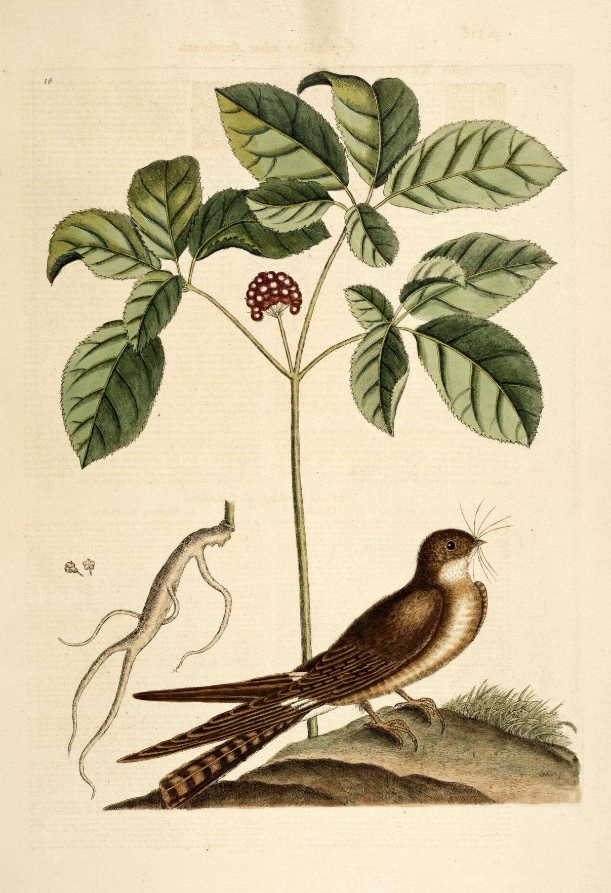 Panax quinquefolius L. resmi