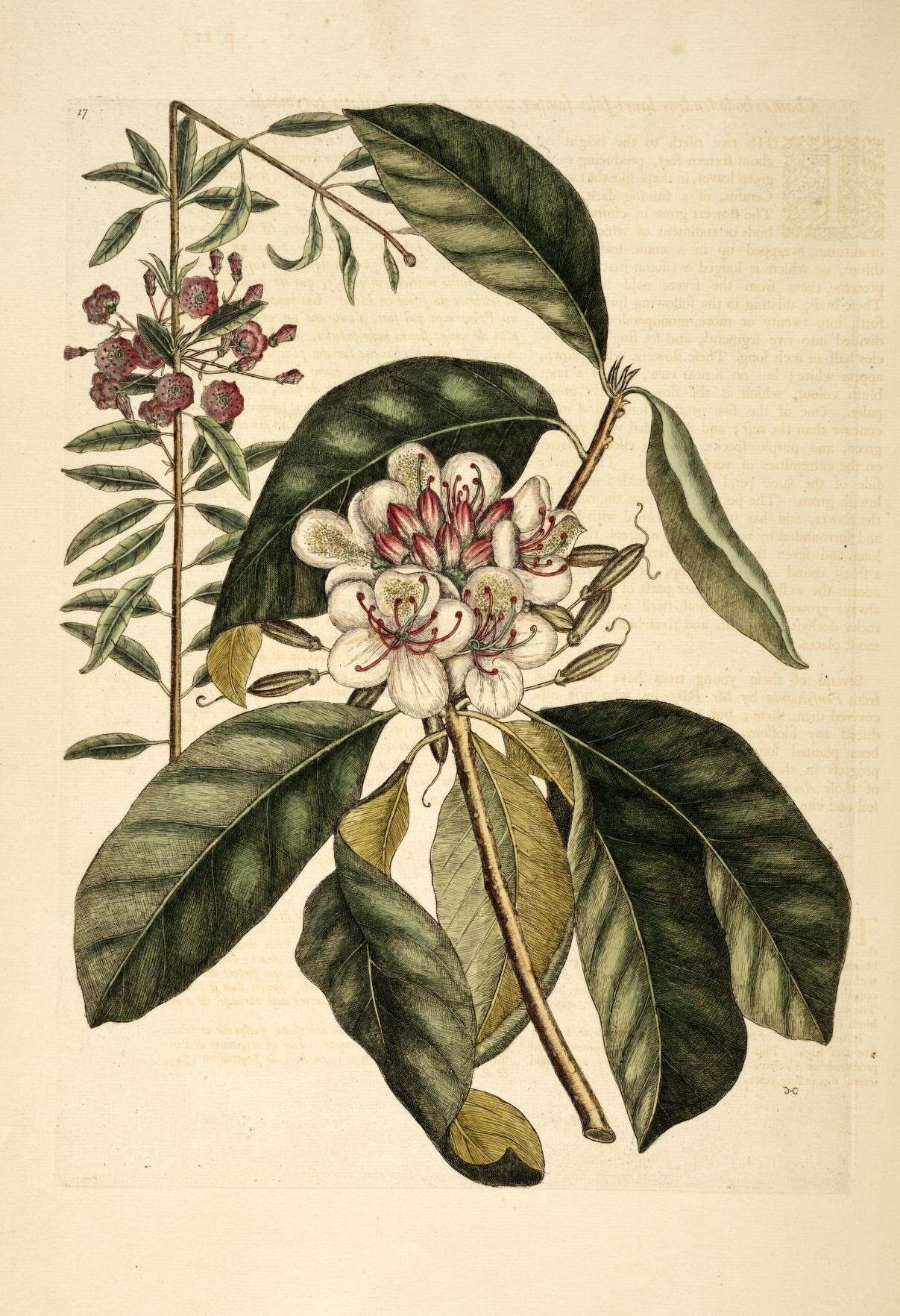 Image of sheep laurel