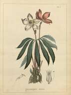 Image of black hellebore