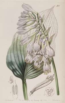 Image of Hosta