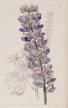 Image of Lupine