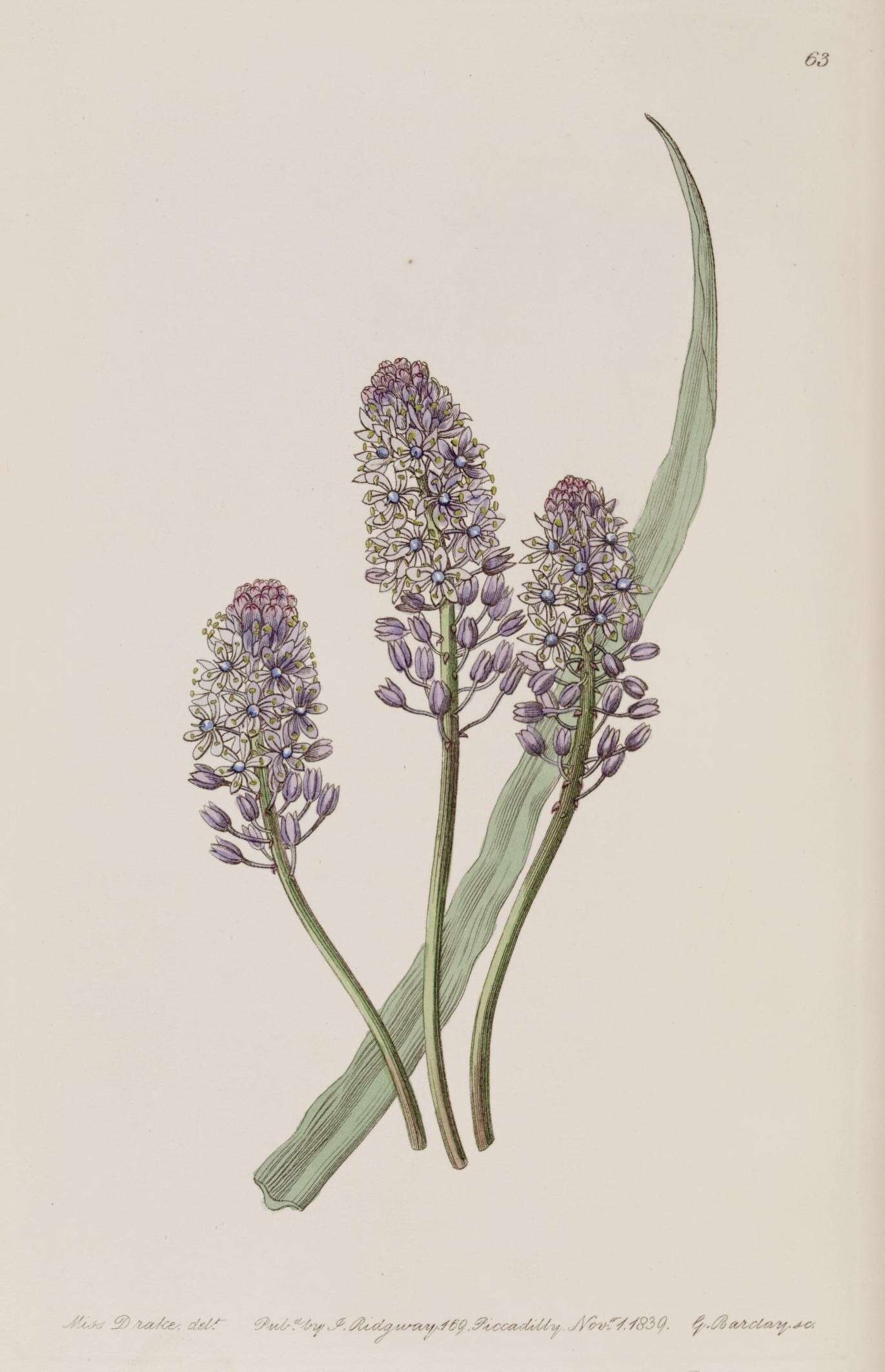 Image of Squill