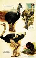 Image of ostriches