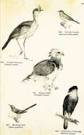 Image of Caracara Merrem 1826