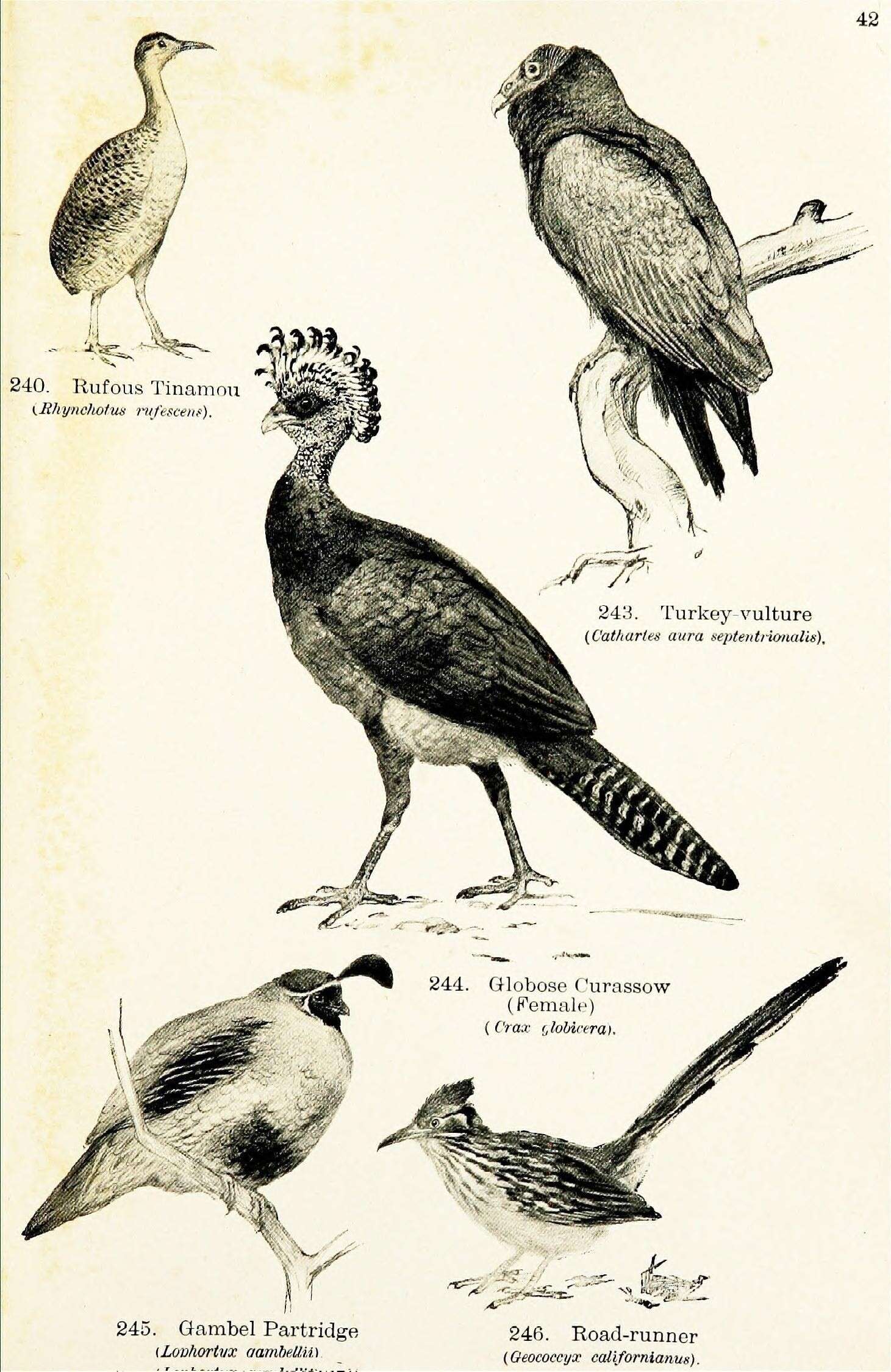 Plancia ëd Rhynchotus Spix 1825