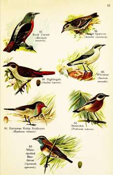 Image of Common Rock Thrush