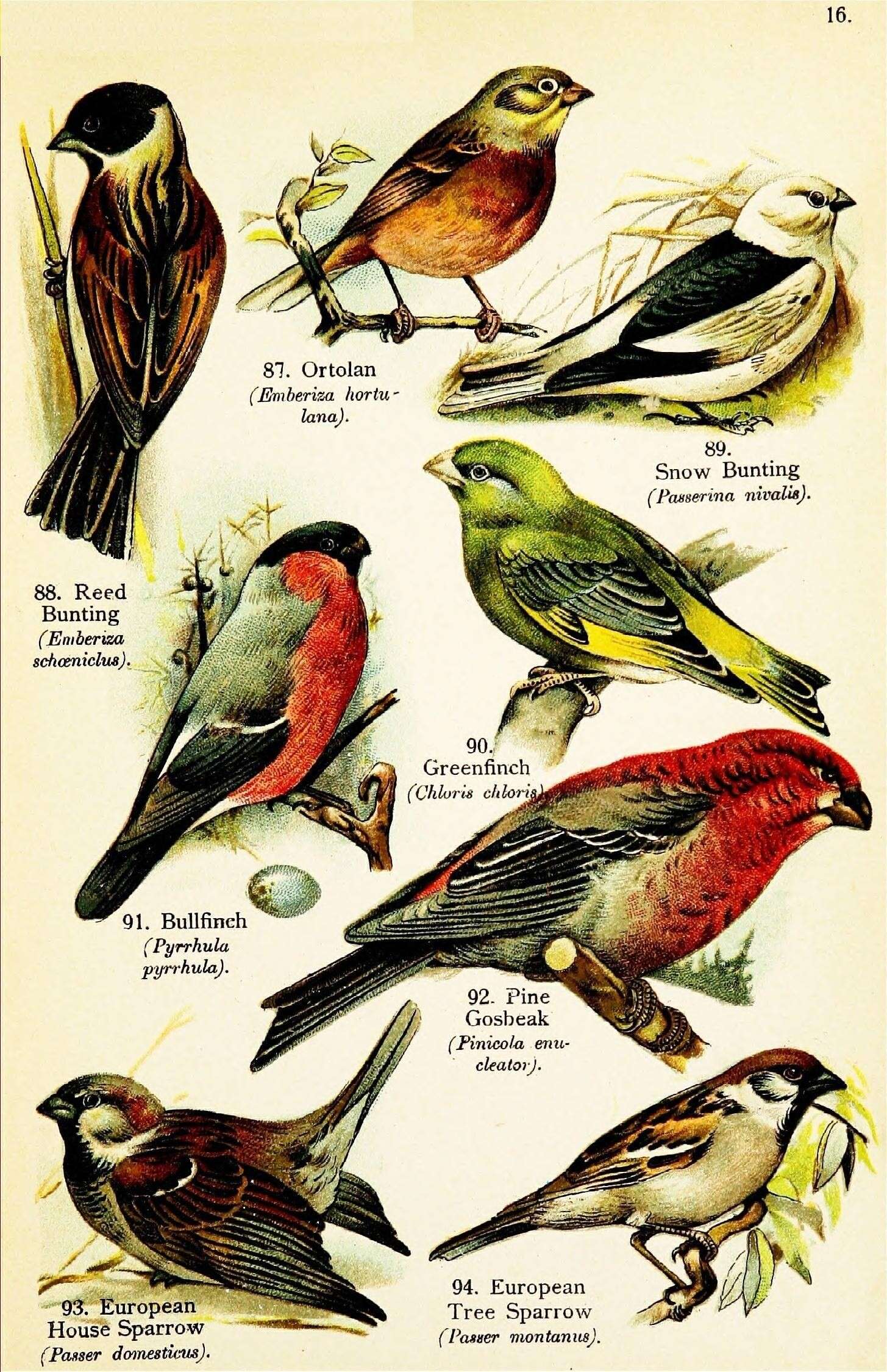 Image of Ortolan Bunting