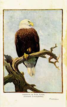 Image of Bald Eagle