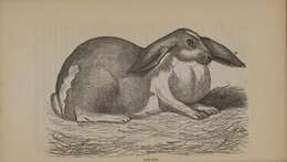 Image of Oryctolagus Lilljeborg 1873