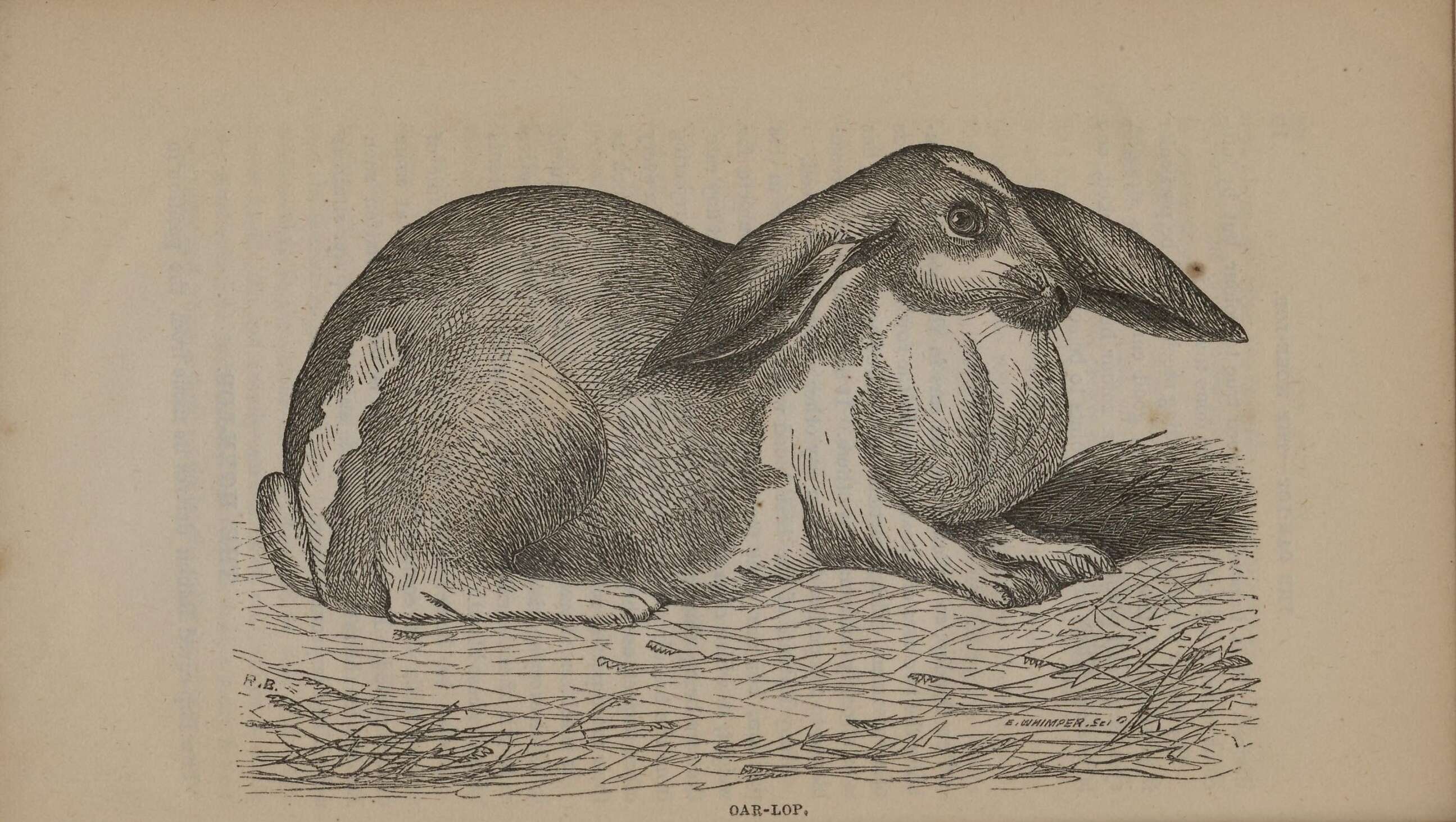 Image de Oryctolagus Lilljeborg 1873