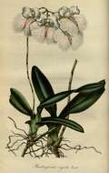 Image of Rodriguezia rigida (Lindl.) Rchb. fil.