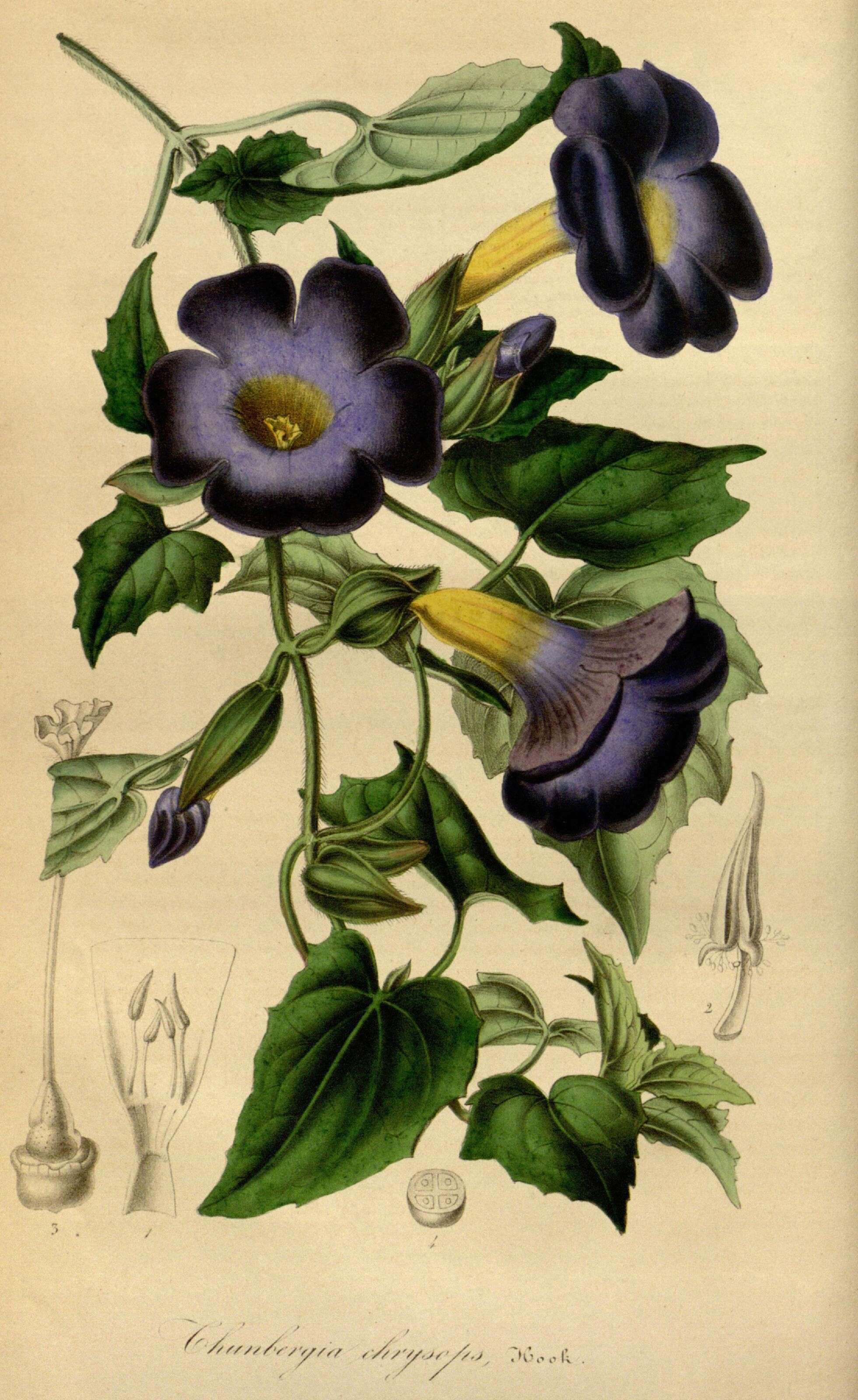 Image of Thunbergia chrysops Hook.