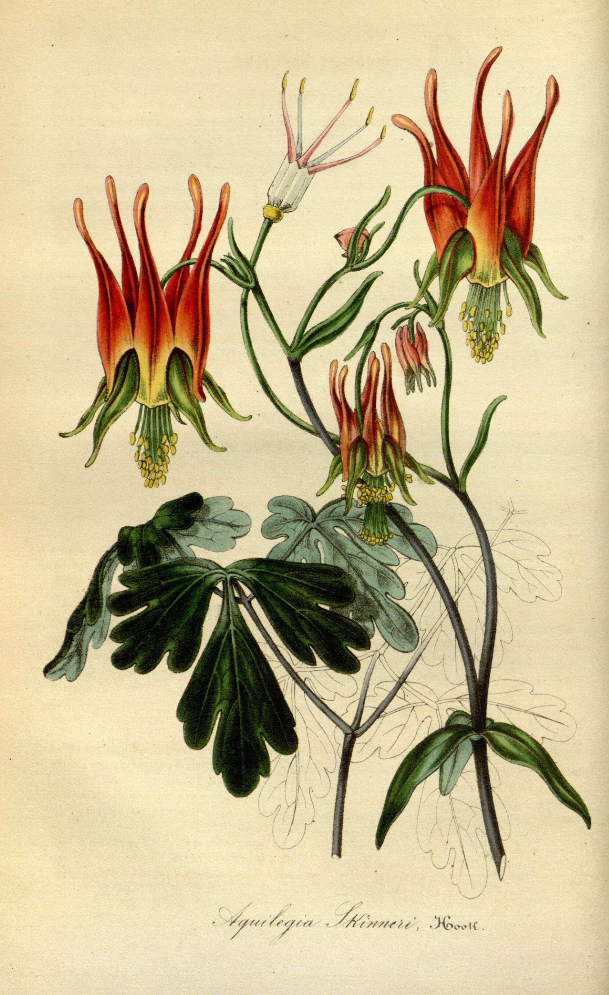 Image of Aquilegia skinneri Hook.