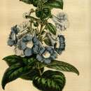 Image of Mandirola multiflora (Gardner) Decne.