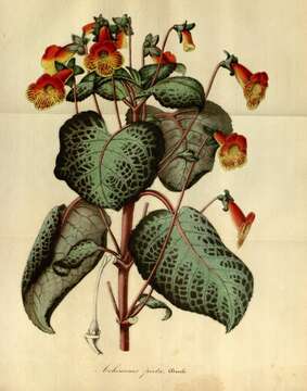 Image of Kohleria amabilis (Planch. & Linden) Fritsch