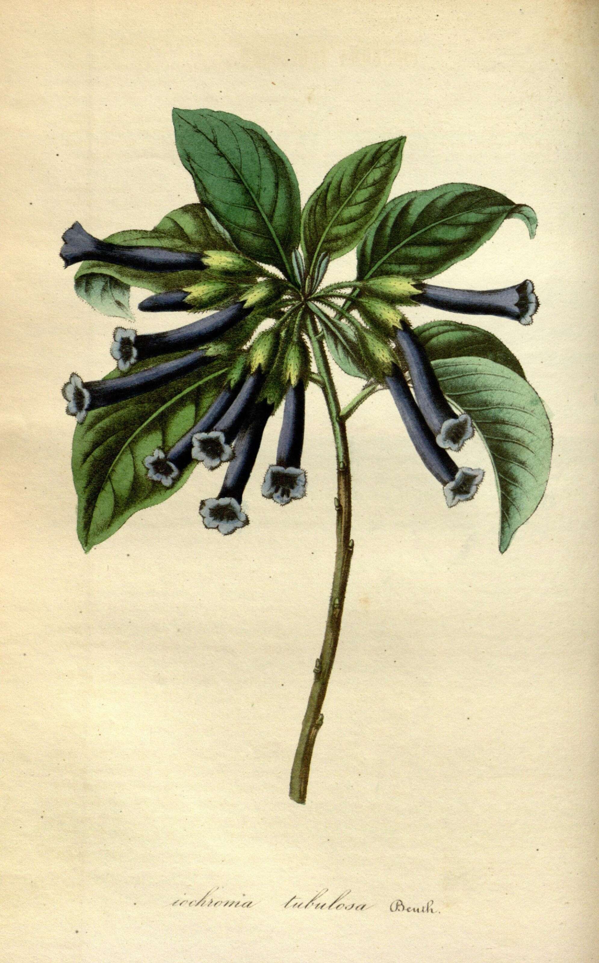 Iochroma cyaneum (Lindl.) M. L. Green resmi