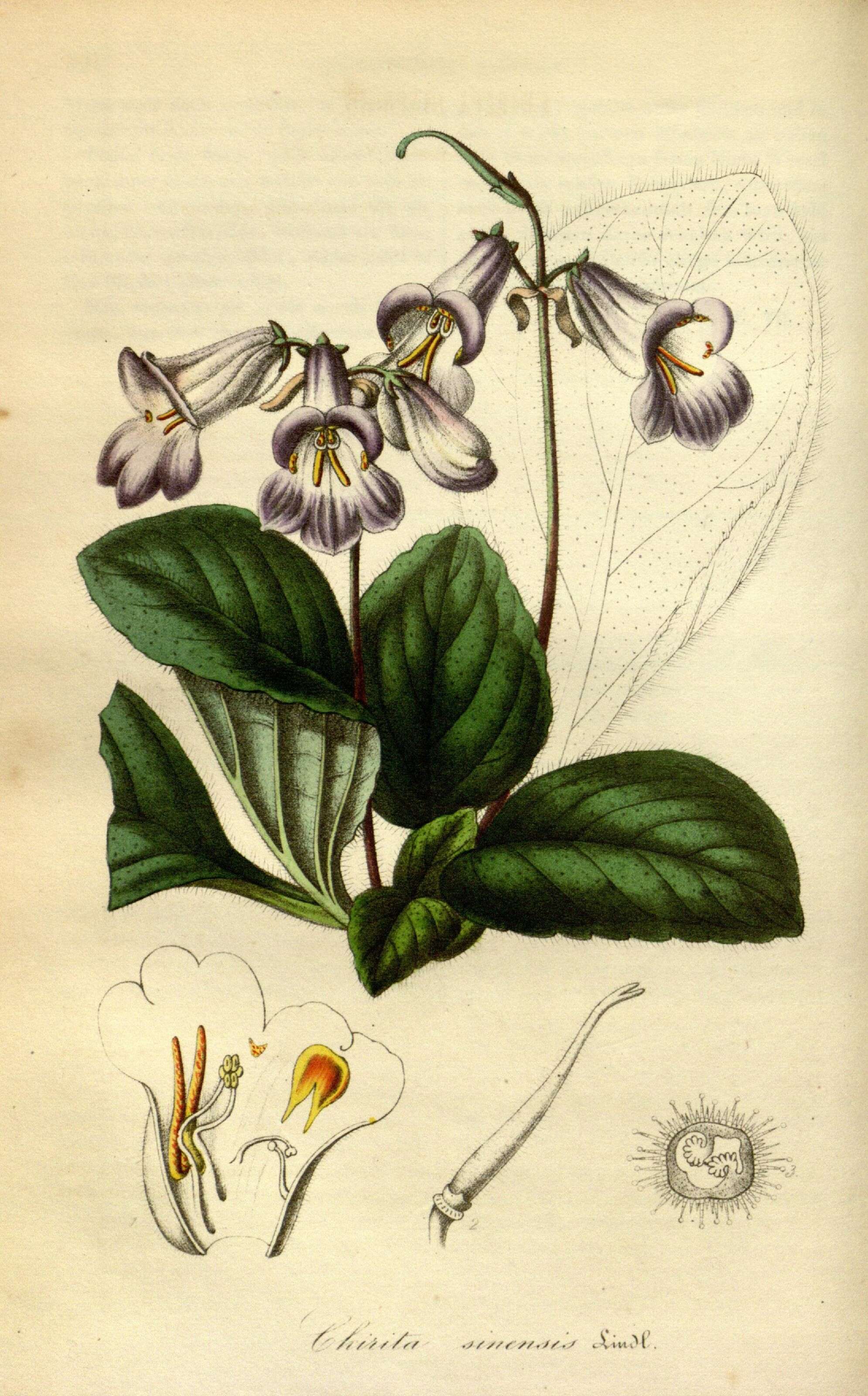 Image of Chirita sinensis Lindl.