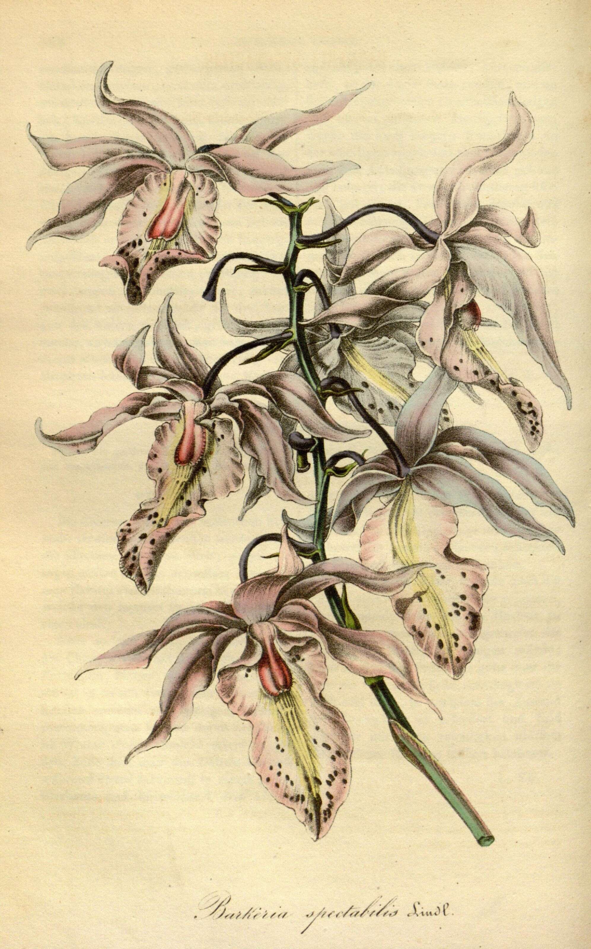 Image of Barkeria spectabilis Bateman ex Lindl.