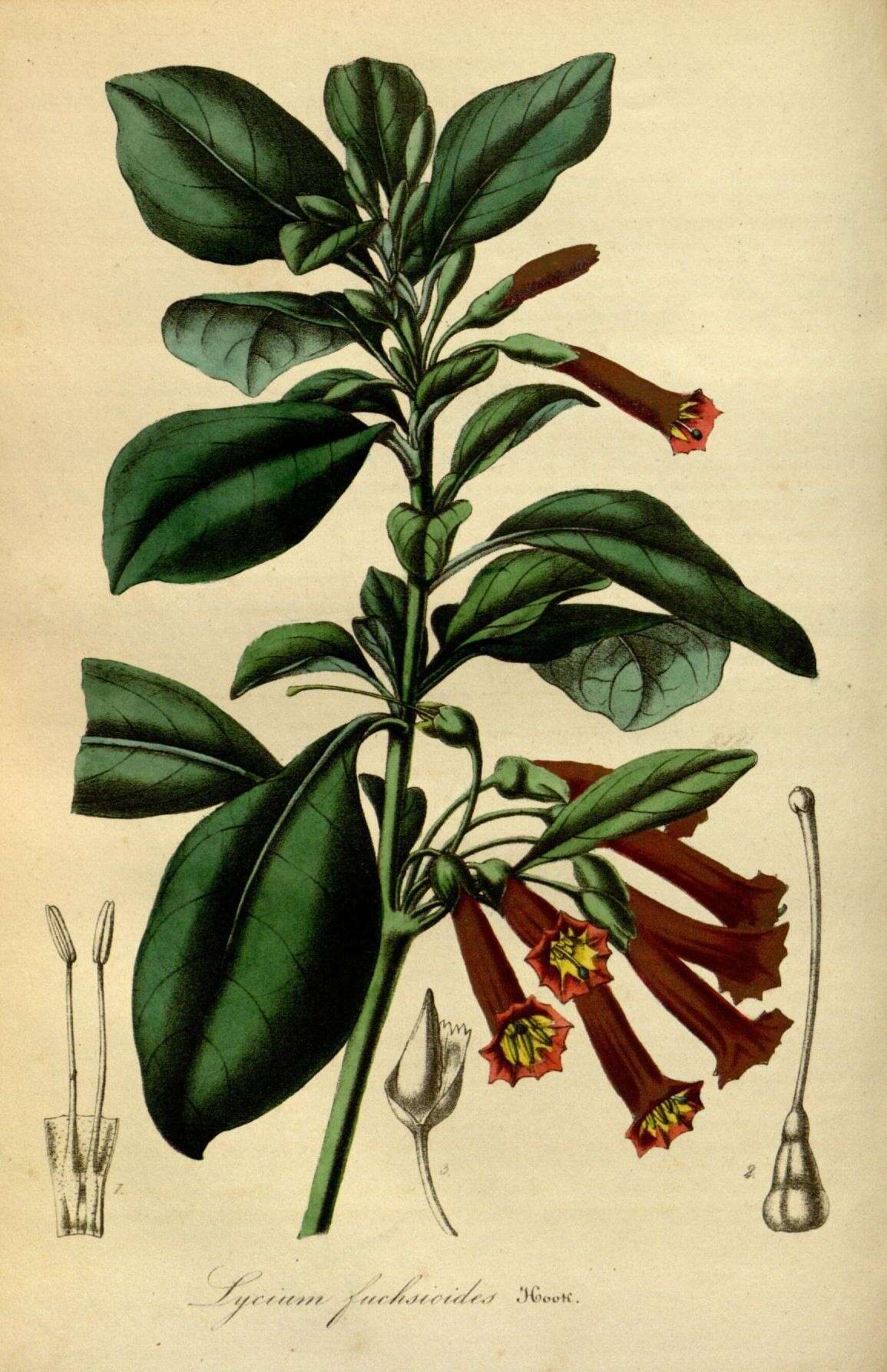 Image of red iochroma