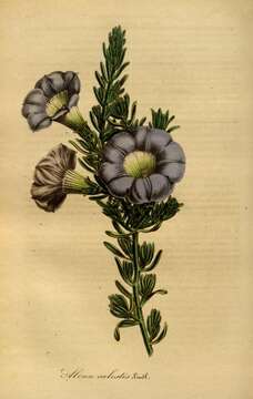 Image of Nolana coelestis (Lindl.) Miers ex Dun.