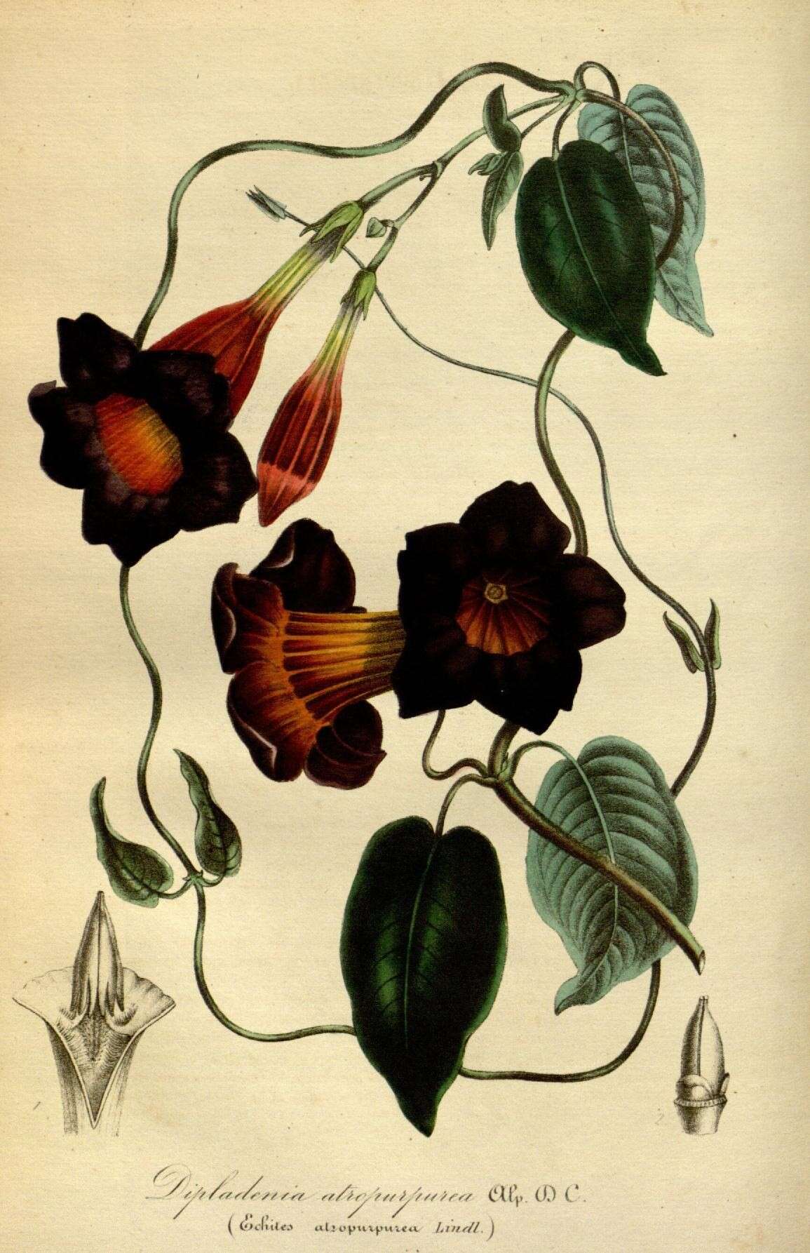 Image of Mandevilla atroviolacea (Stadelm.) R. E. Woodson