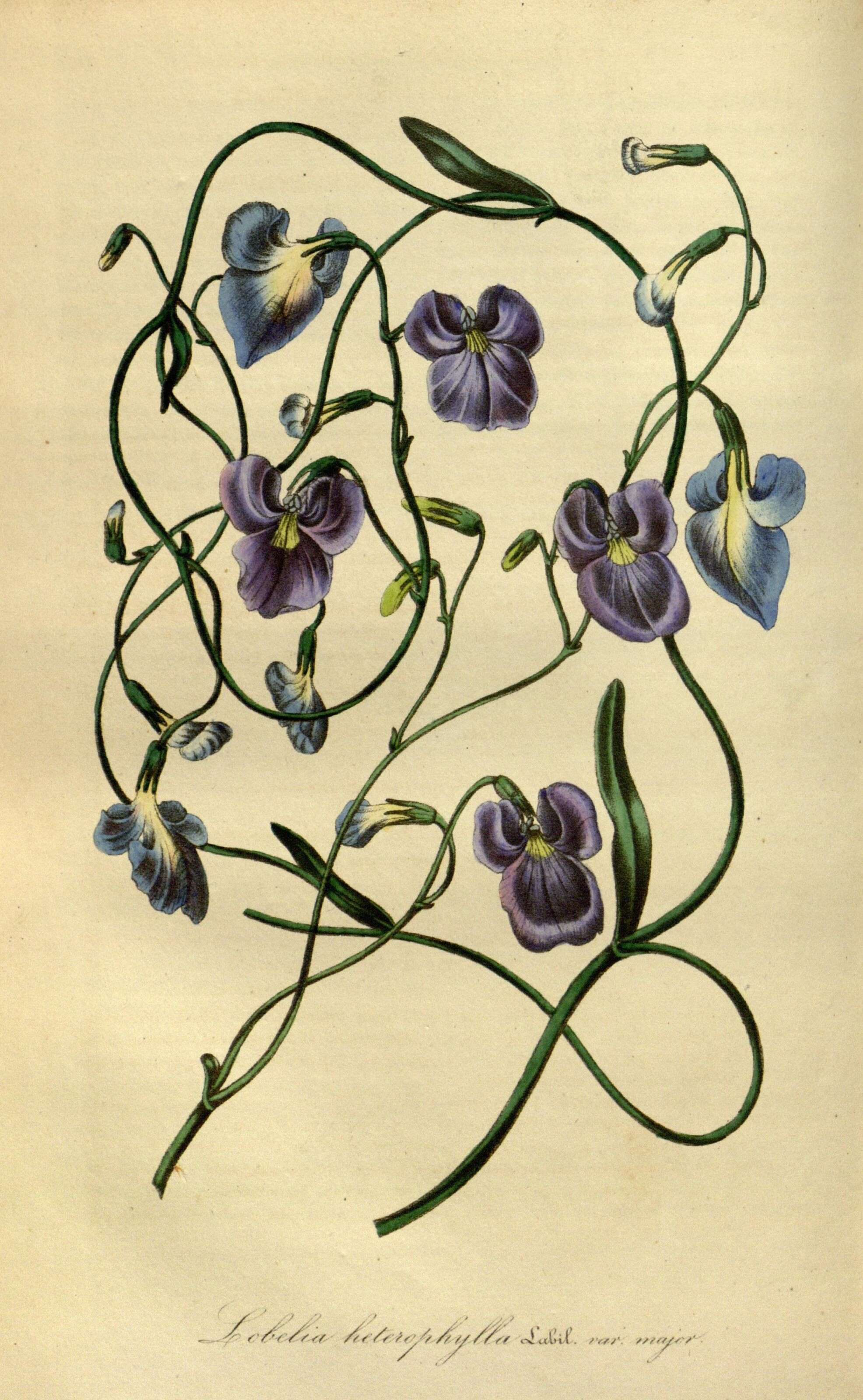Image de Lobelia heterophylla Labill.