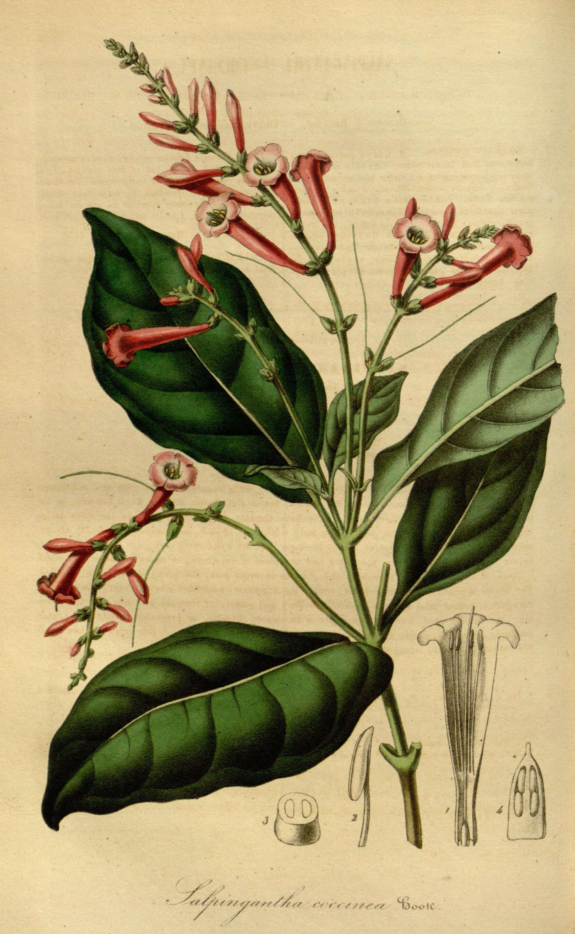 Image of Salpixantha coccinea Hook.