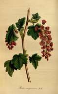 Image of Red Flowering Currant