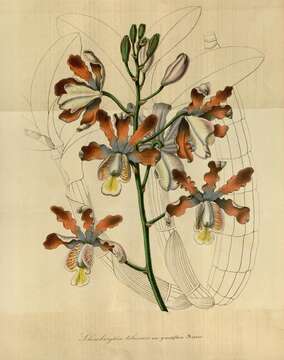 Plancia ëd Myrmecophila grandiflora (Lindl.) Carnevali, J. L. Tapia & I. Ramírez