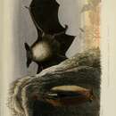 Imagem de Myotis mystacinus mystacinus (Kuhl 1817)