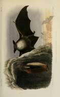 Imagem de Myotis mystacinus mystacinus (Kuhl 1817)