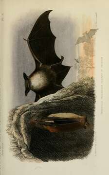 Image of Whiskered Bat