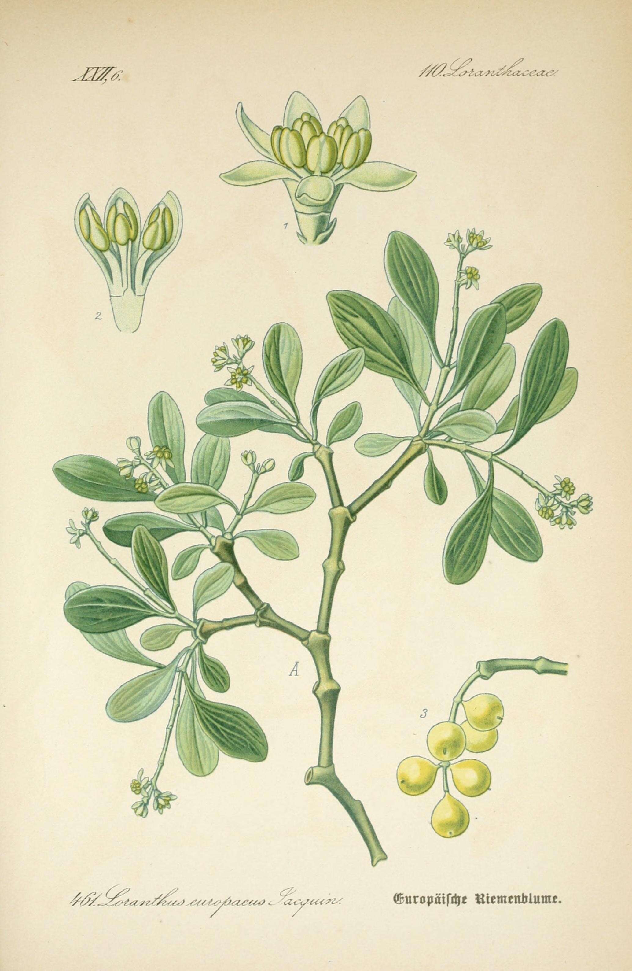 Image of Loranthus europaeus Jacq.