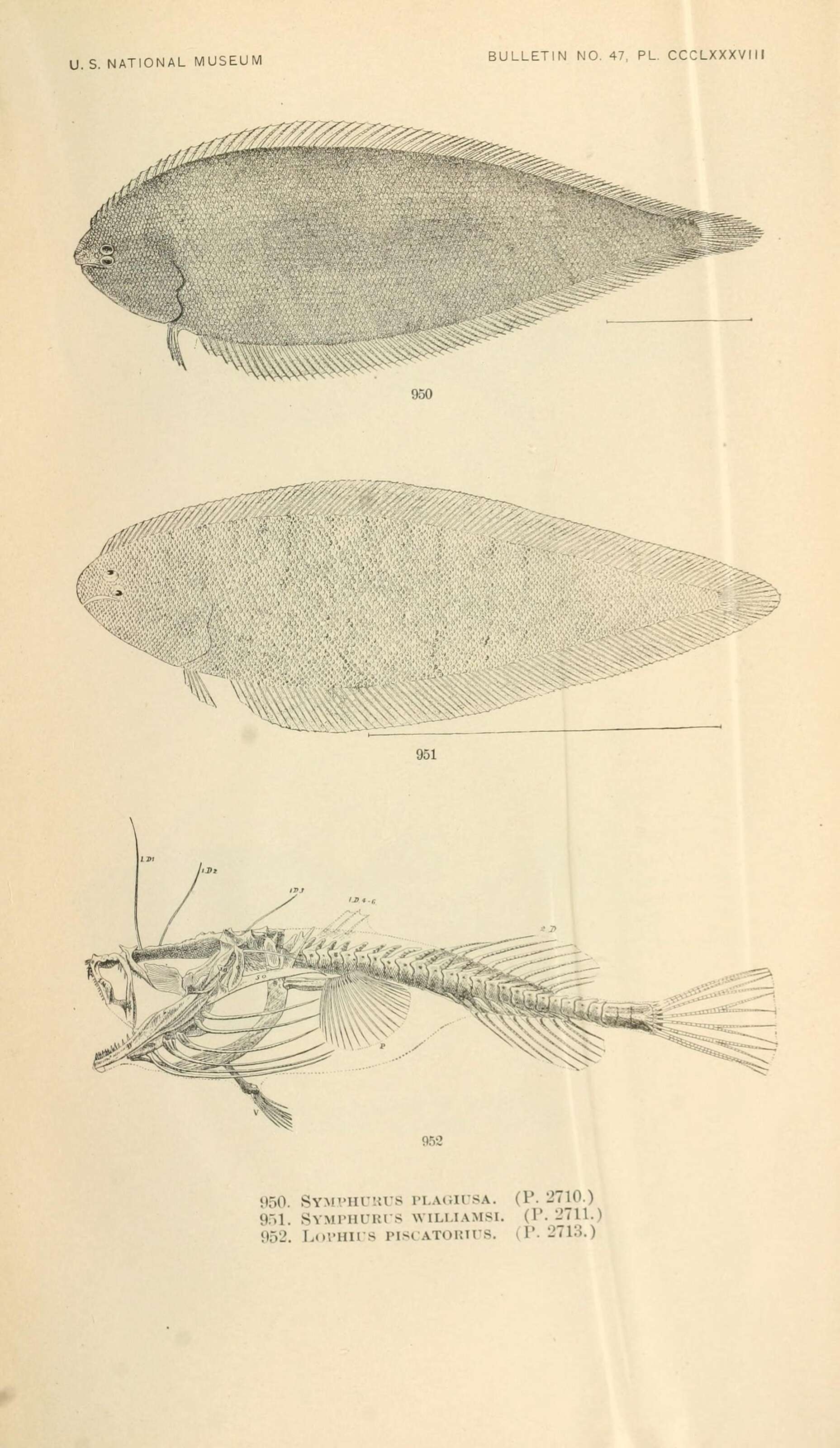 Symphurus plagiusa (Linnaeus 1766) resmi