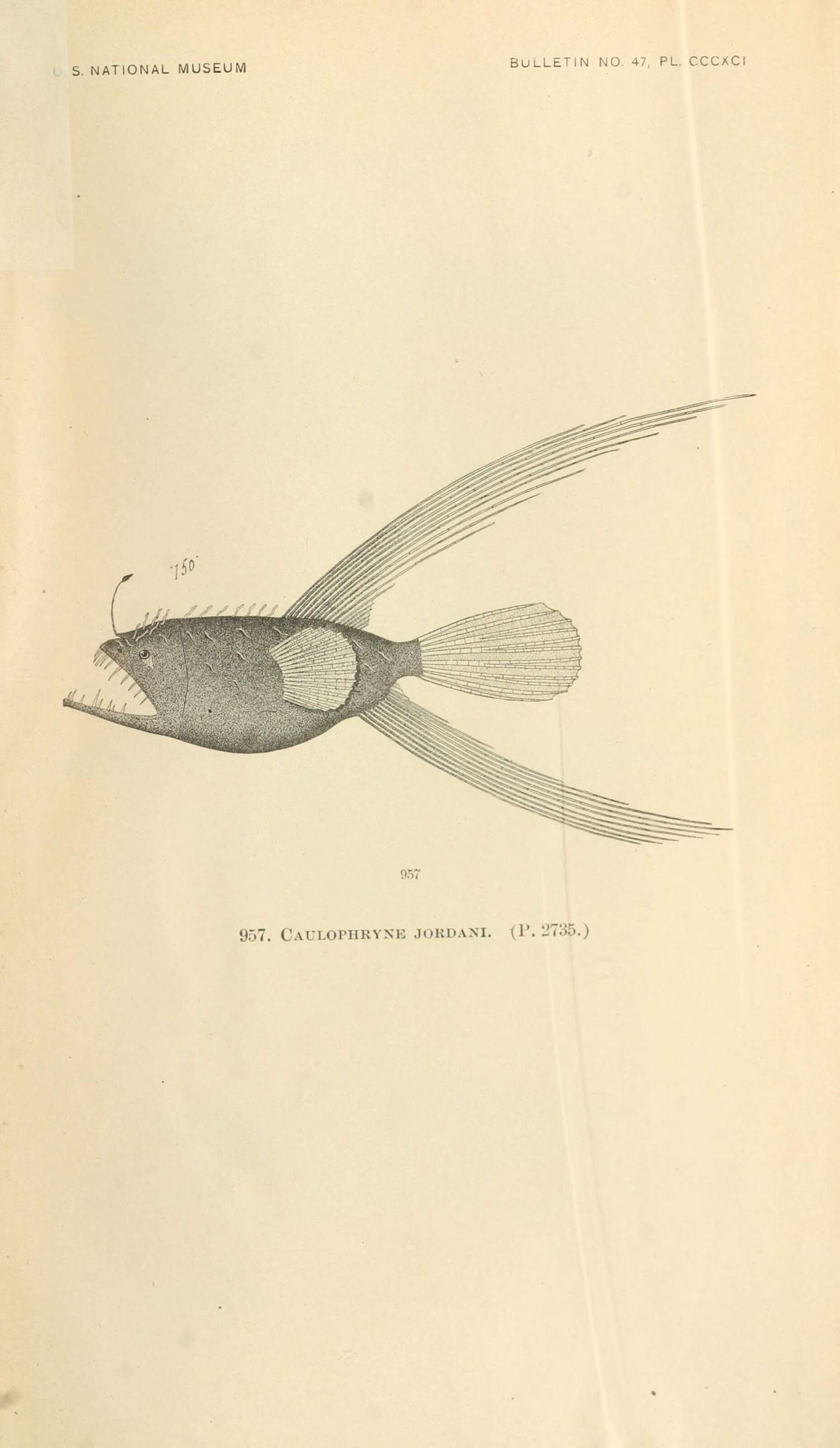 Image de Caulophrynidae
