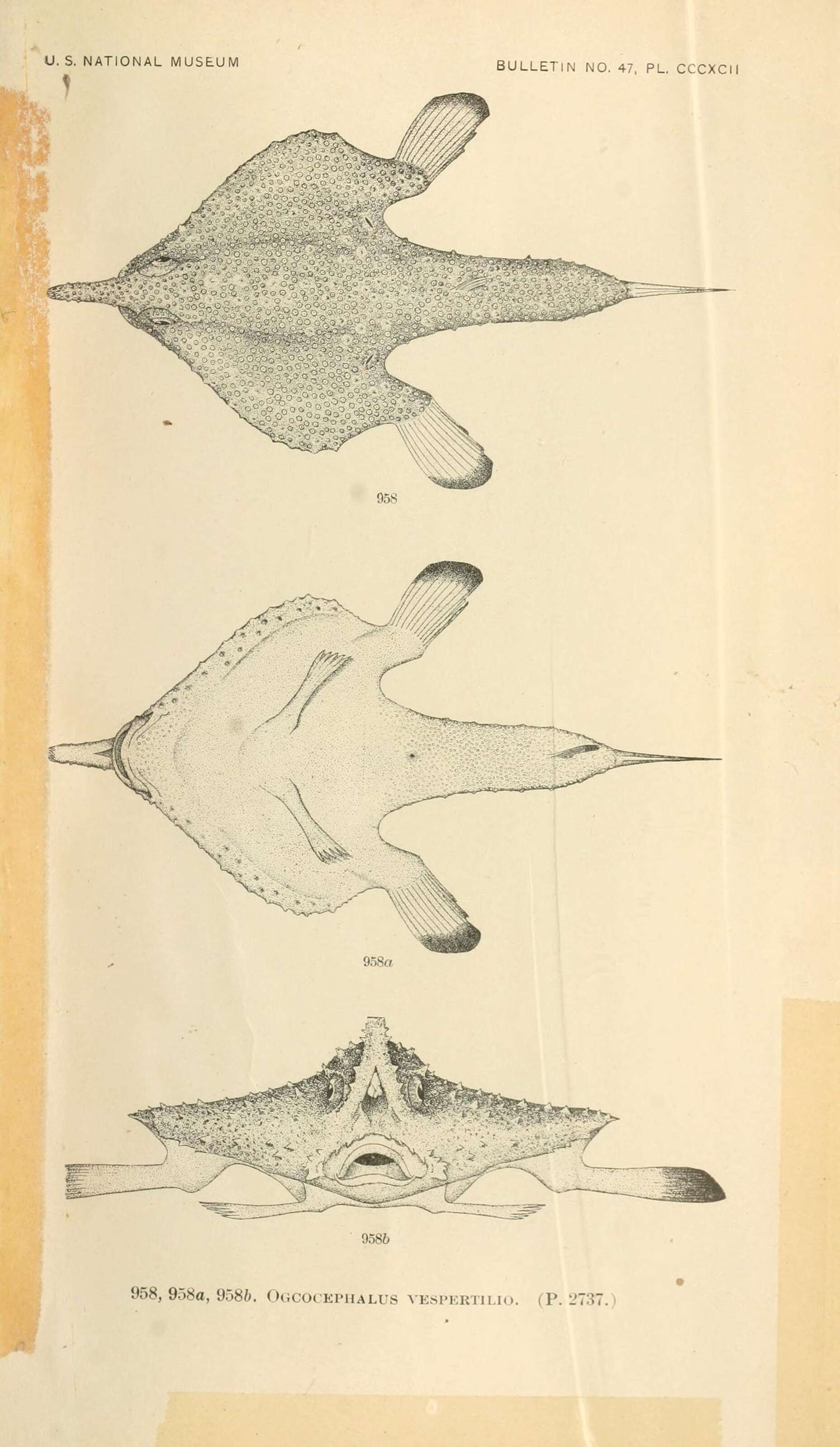 Image de Ogcocephalus vespertilio (Linnaeus 1758)