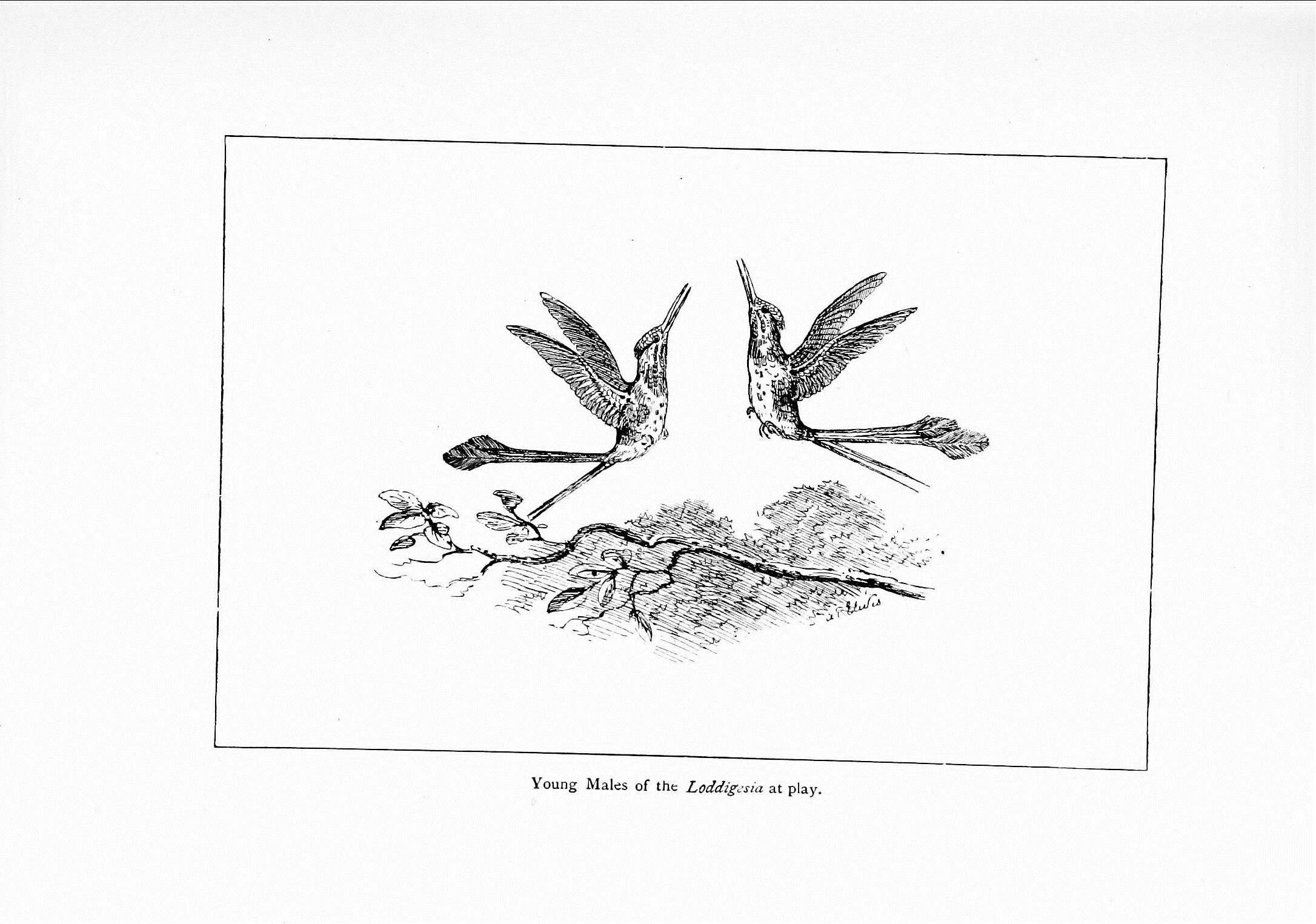 Image de Ocreatus Gould 1846