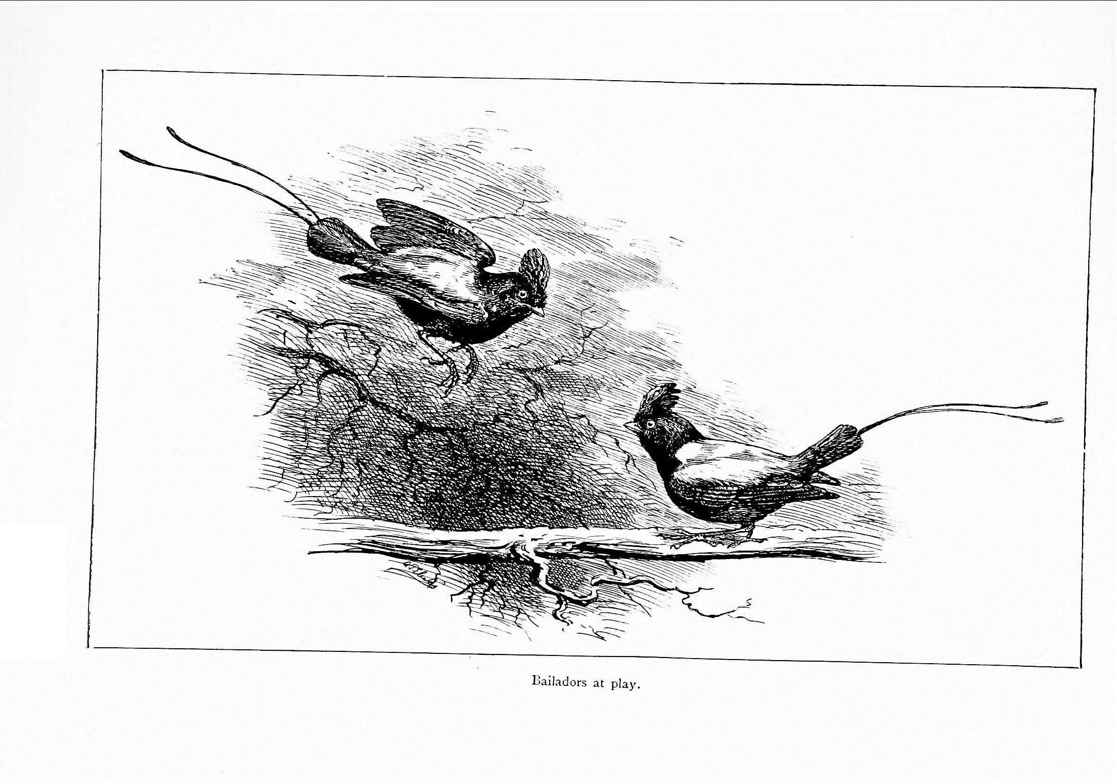 Image of Long-tailed Manakin