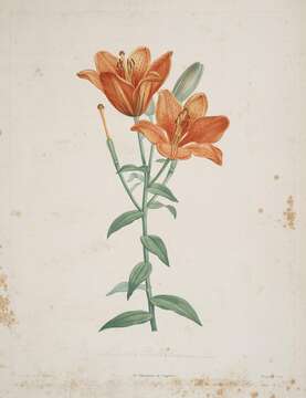 Image of orange lily