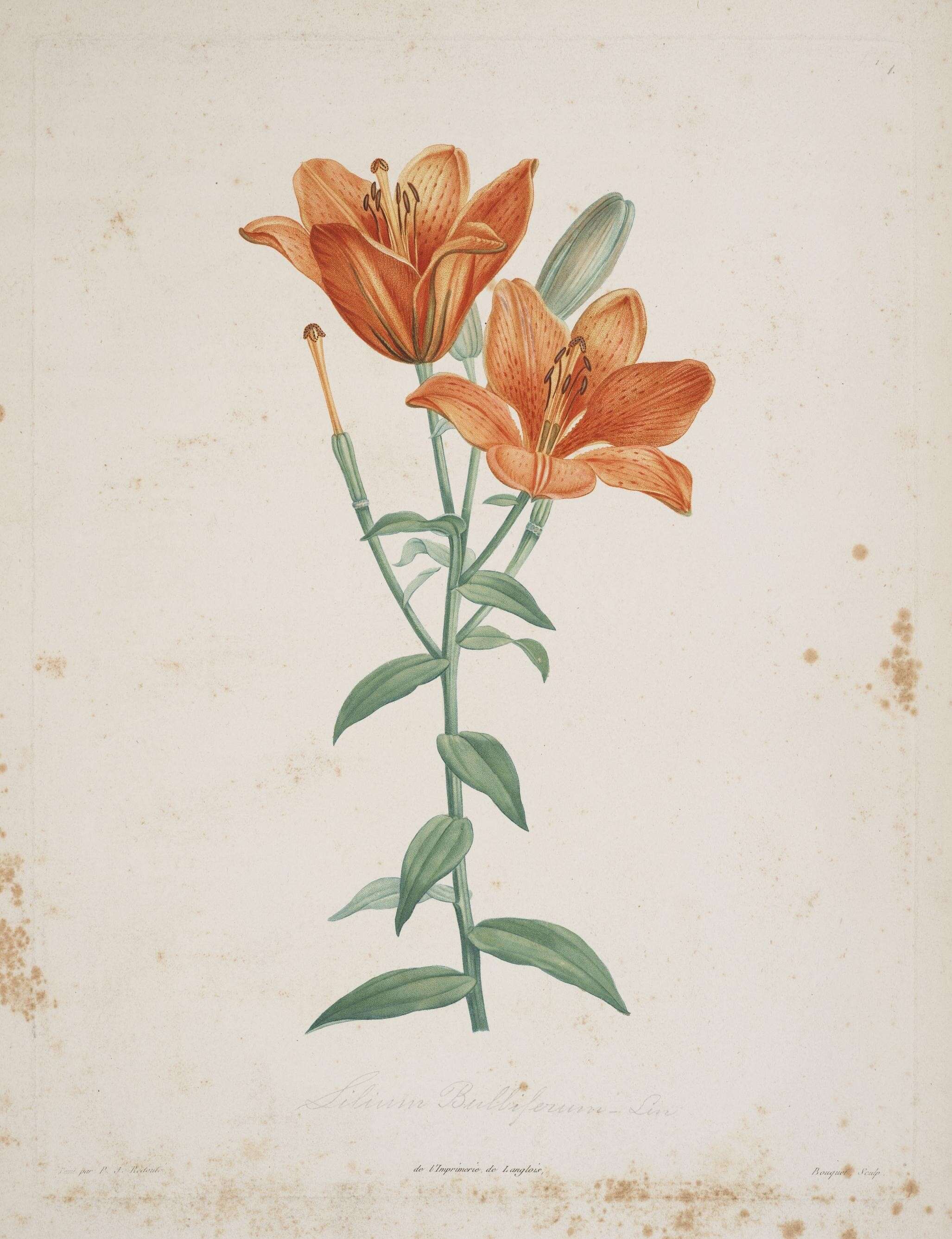 Image of orange lily