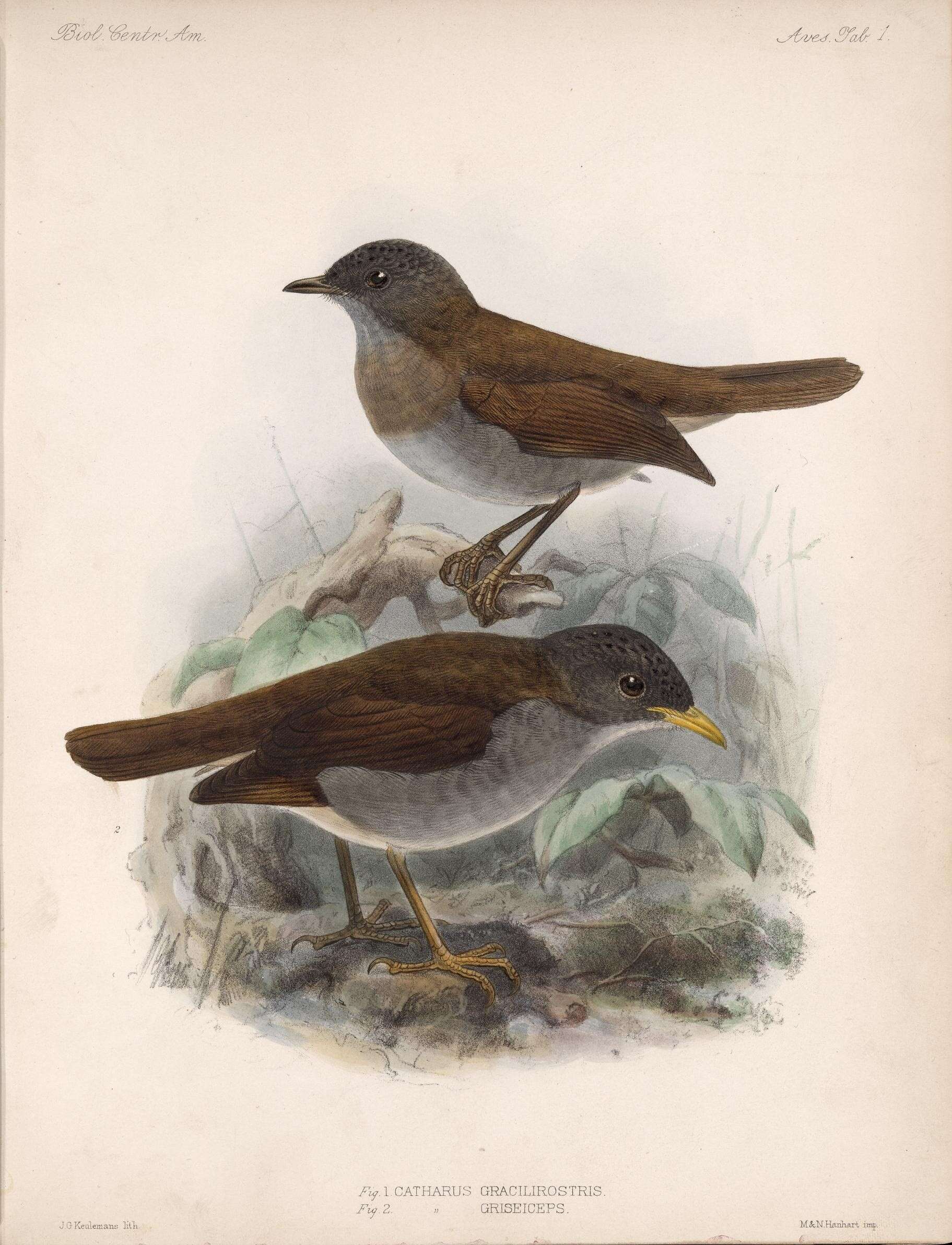 Image of Black-billed Nightingale-Thrush