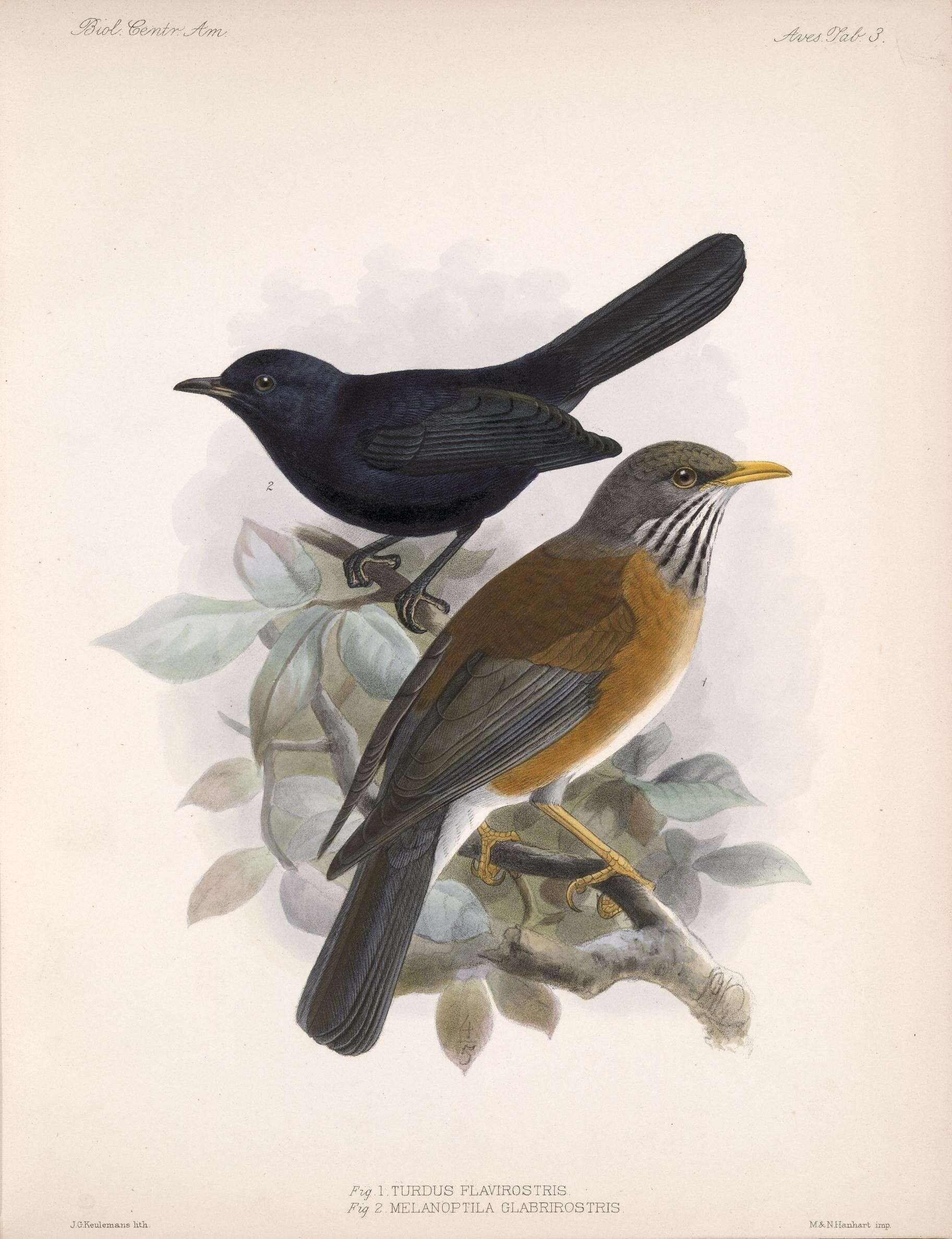 Image of Rufous-backed Thrush