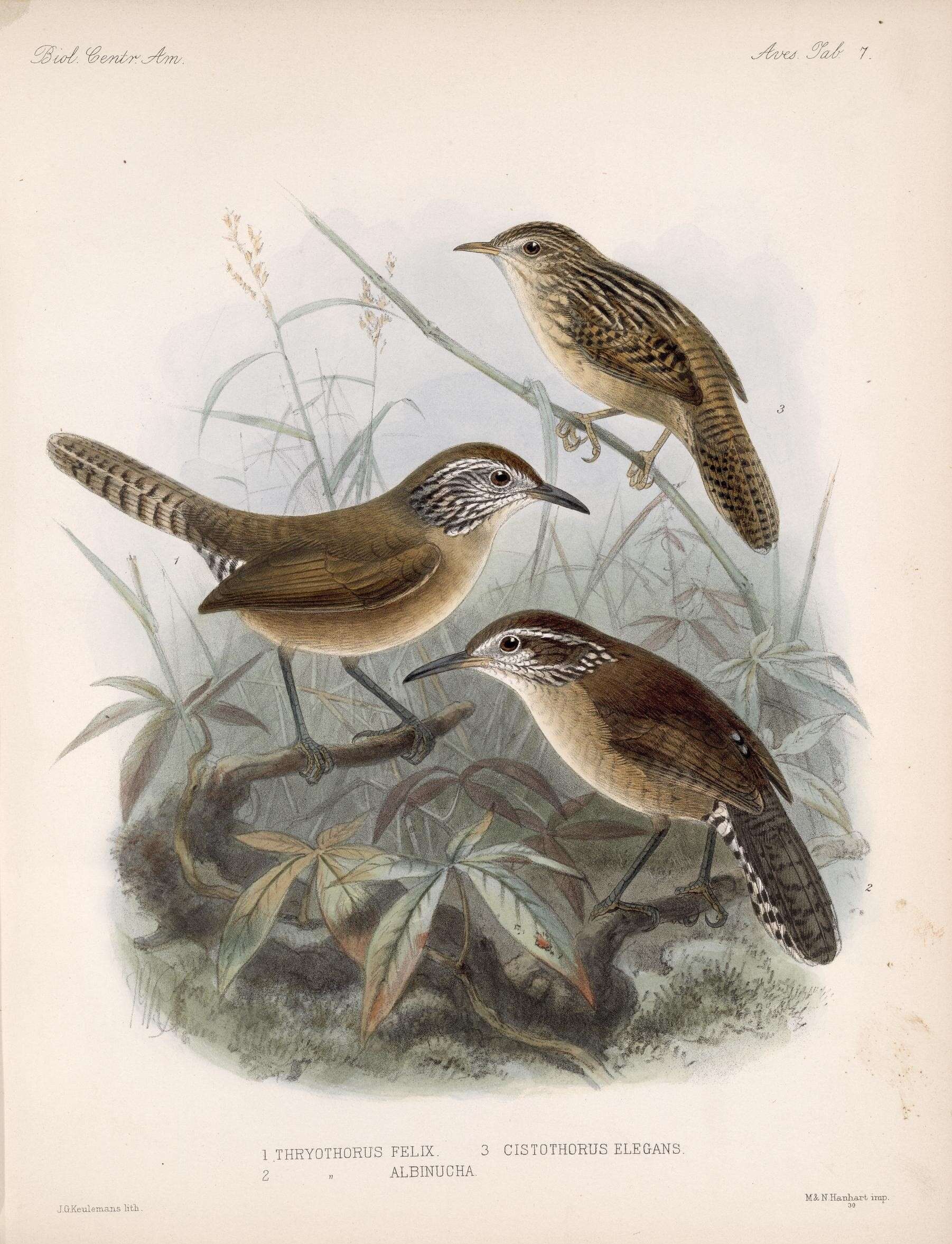 Image of Grass Wren